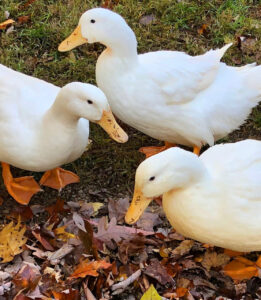 pekin grimaud hybrid ducks for sale near me