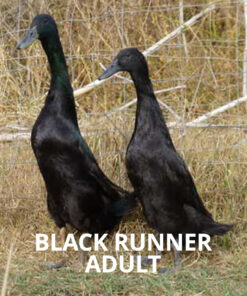 black runner duck for sale online