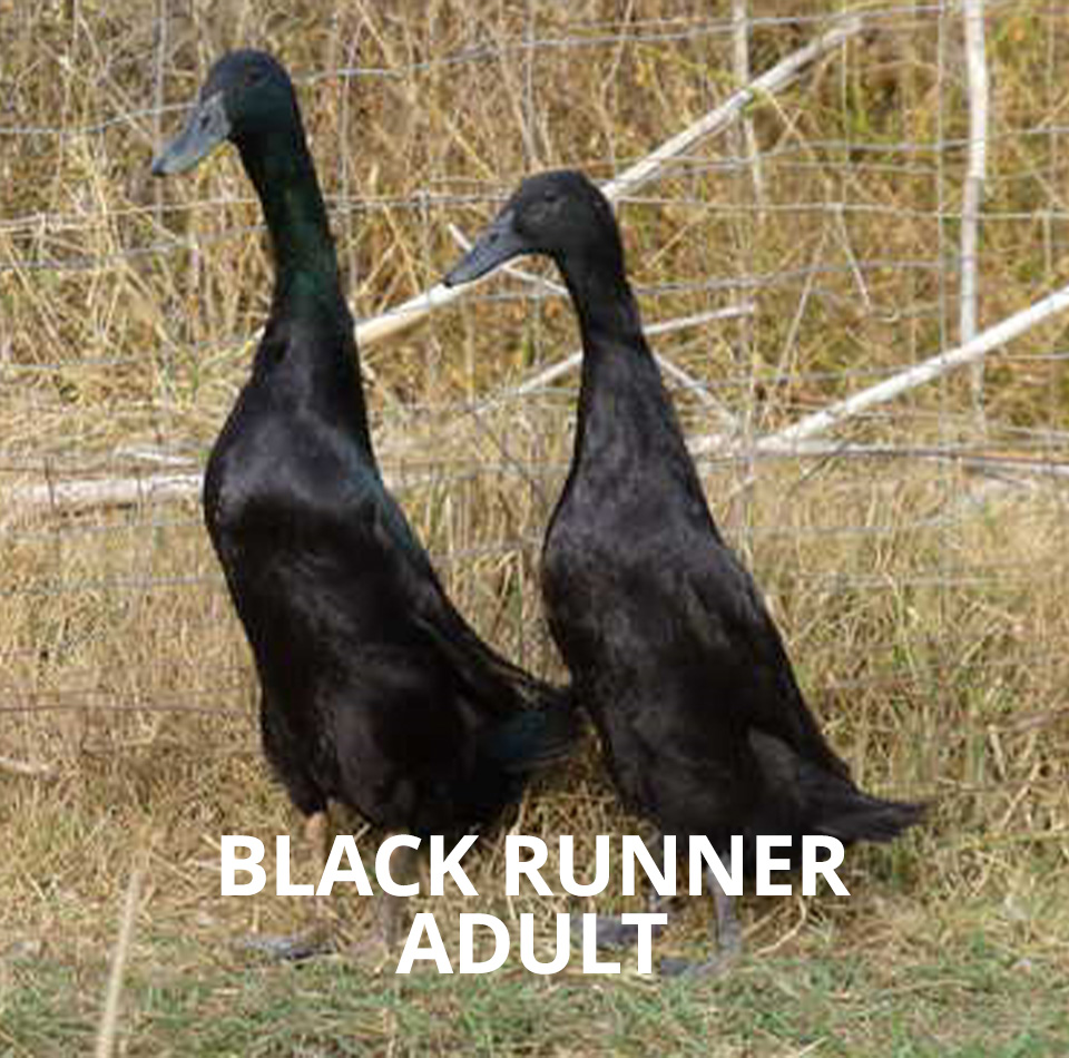 black runner duck for sale online