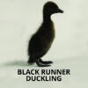 black runner ducklings for sale