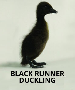 black runner ducklings for sale