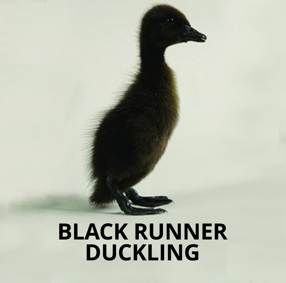 black runner ducklings for sale