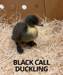 black call ducklings for sale