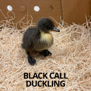 black call ducklings for sale