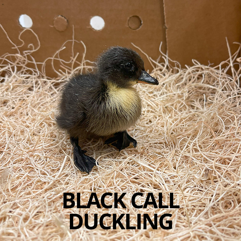 black call ducklings for sale
