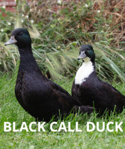 black call duck for sale