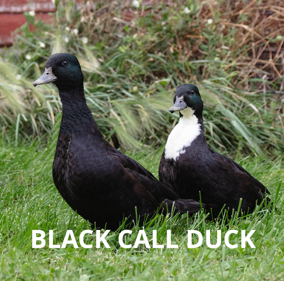 black call duck for sale