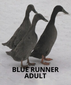 blue runner ducklings for sale