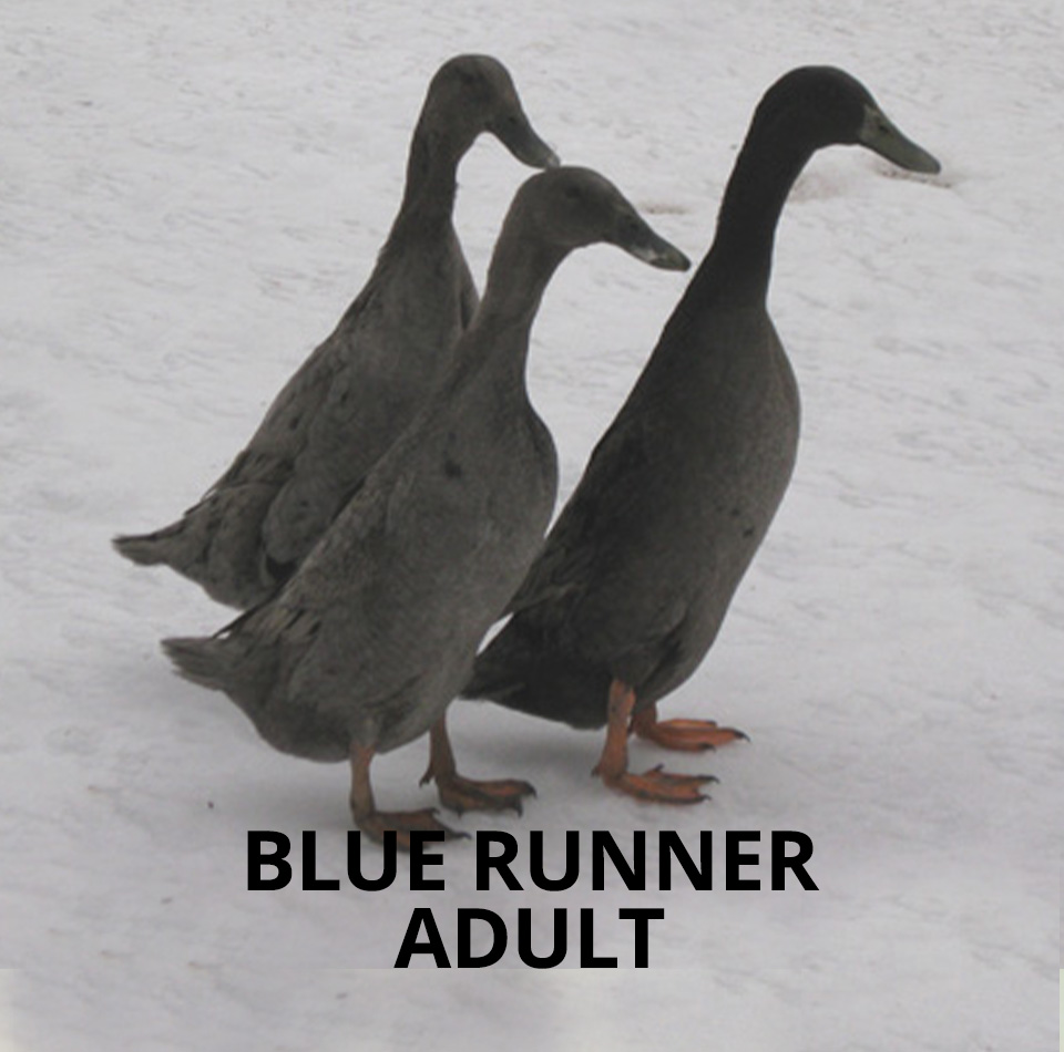 blue runner ducklings for sale