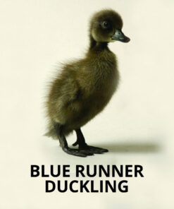 blue runner ducklings for sale