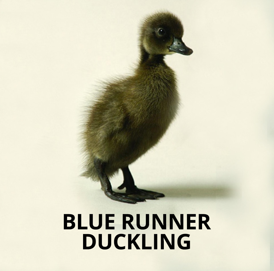 blue runner ducklings for sale