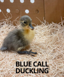 blue call duckling for sale online