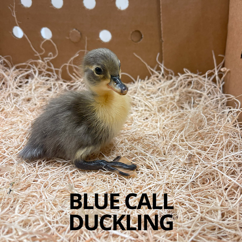 blue call duckling for sale online