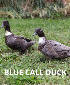 blue call duck