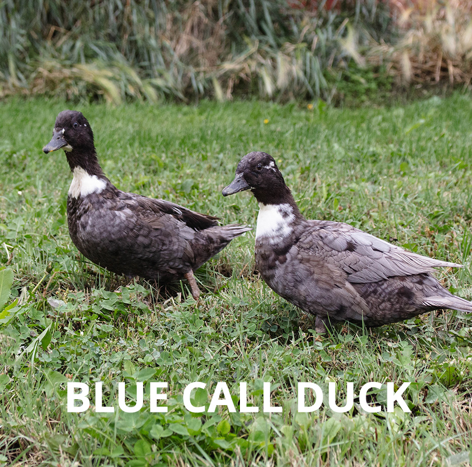 blue call duck
