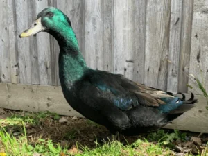 cayuga ducks for sale online