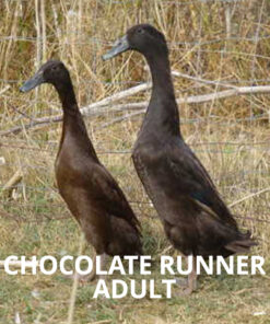 chocolate runner adult for sale