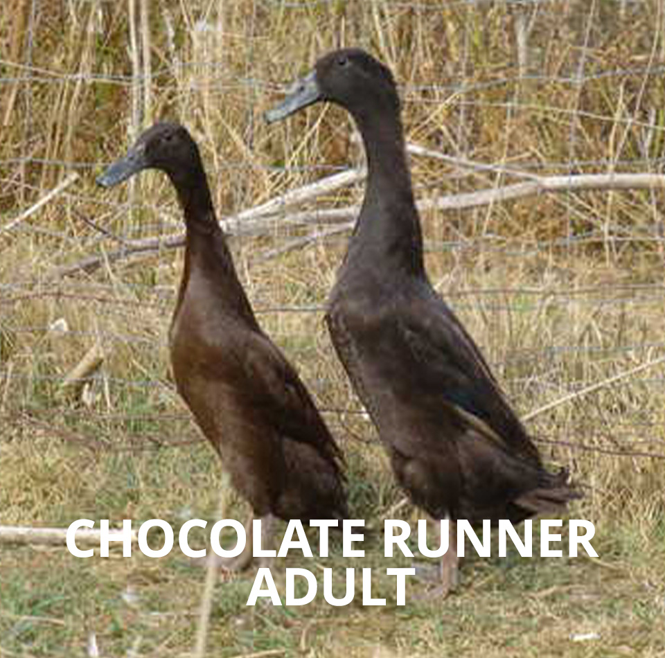 chocolate runner adult for sale