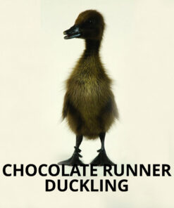chocolate running duckling for sale