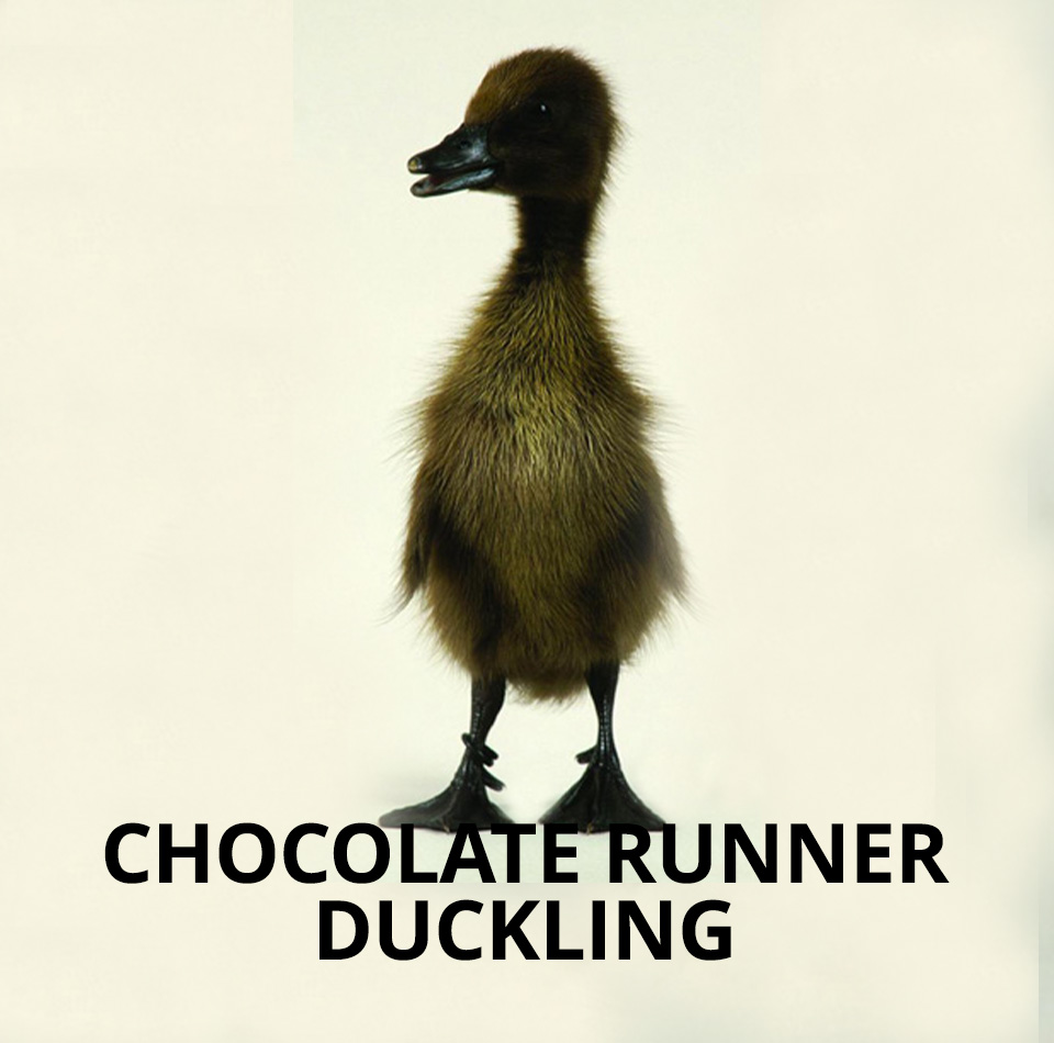 chocolate running duckling for sale