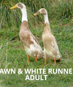 fawn and whiteadult running duckling