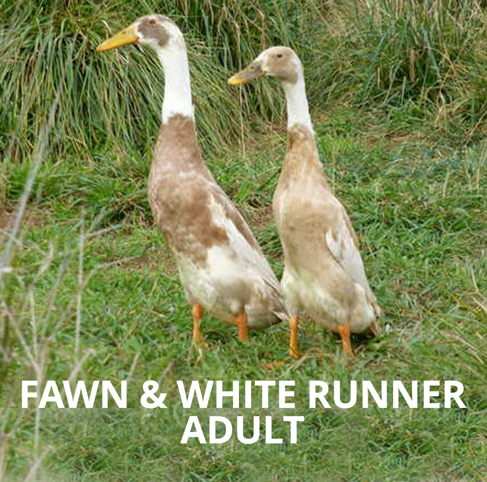 fawn and whiteadult running duckling