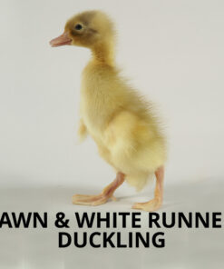indian runner ducklings for sale