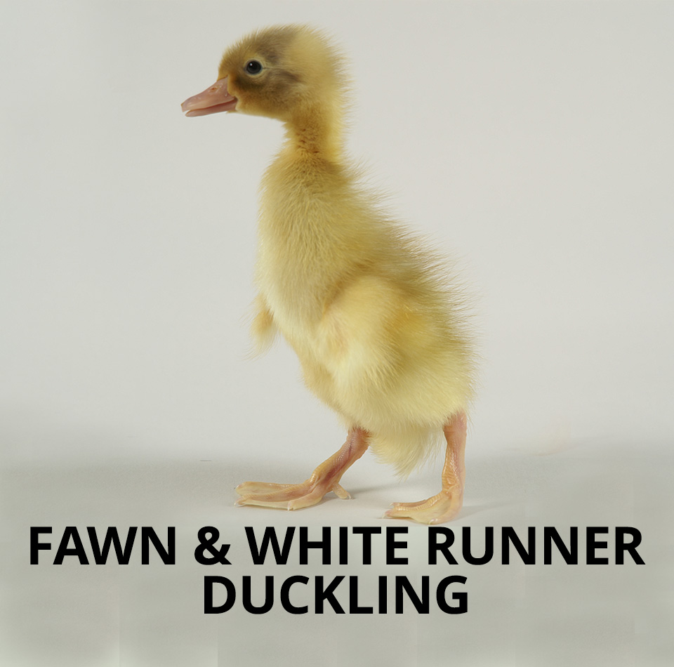 indian runner ducklings for sale