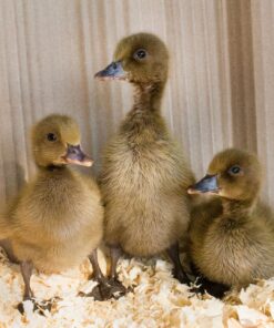 khaki campbell ducks uk