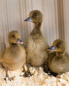 khaki campbell ducks for sale