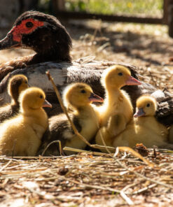 muscovy ducklings for sale online