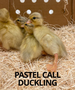 pastel call ducklings for sale