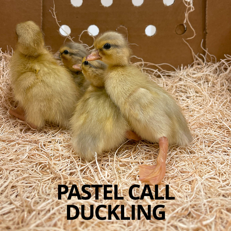 pastel call ducklings for sale