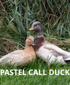 pastell call ducks for sale online