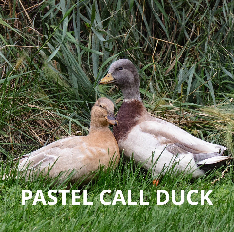 pastell call ducks for sale online