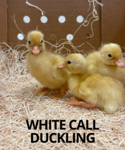 white call ducklings for sale online