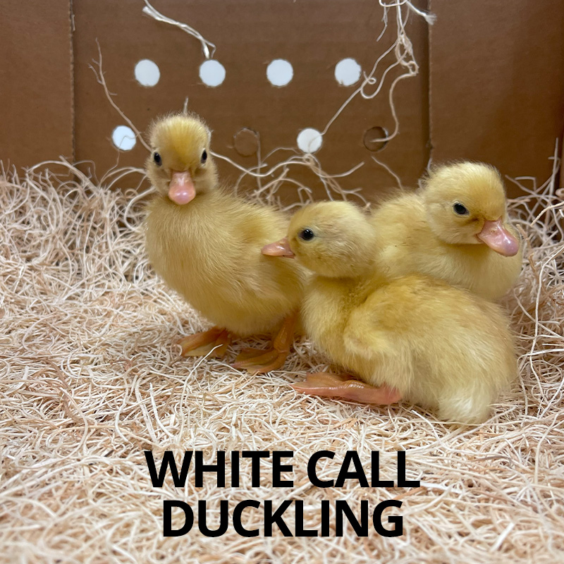 white call ducklings for sale online