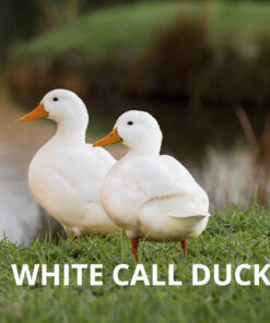 white call ducklings for sale