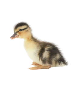 australian spotted ducks for sale online , aspot ducks for sale near me