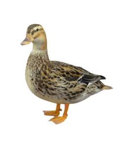 australian spotted ducks for sale online , aspot ducks for sale near me