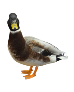 australian spotted ducks for sale online , aspot ducks for sale near me