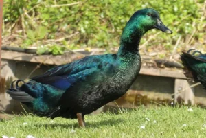 cayuga ducks for sale near me