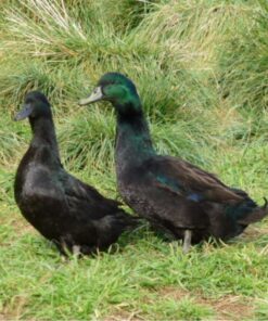 cayuga ducks for sale online