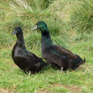 cayuga ducks for sale online