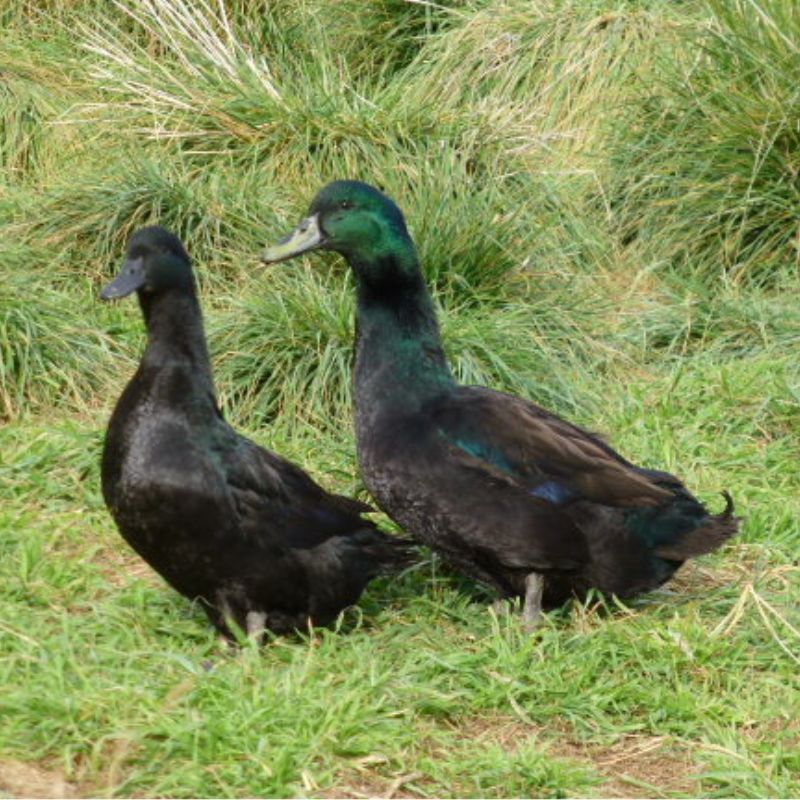 cayuga ducks for sale online