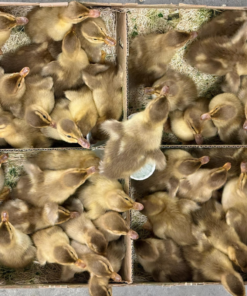 golden cascade ducklings for sale online