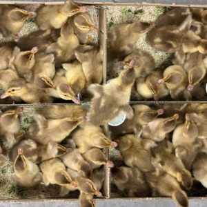 golden cascade ducklings for sale online