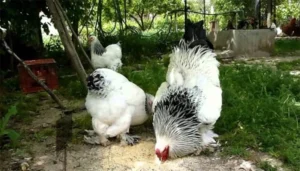 Rare Poultry Breeds