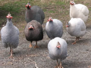 Peafowl for Sale online