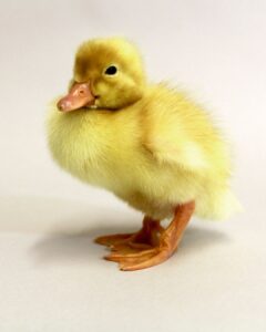 pekin grimaud ducks for sale near me 